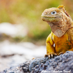 Rebecca Adventure Travel Galapagos Itinerary Iguana