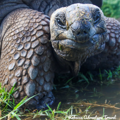 Rebecca Adventure Travel Galapagos Itinerary Tortoise