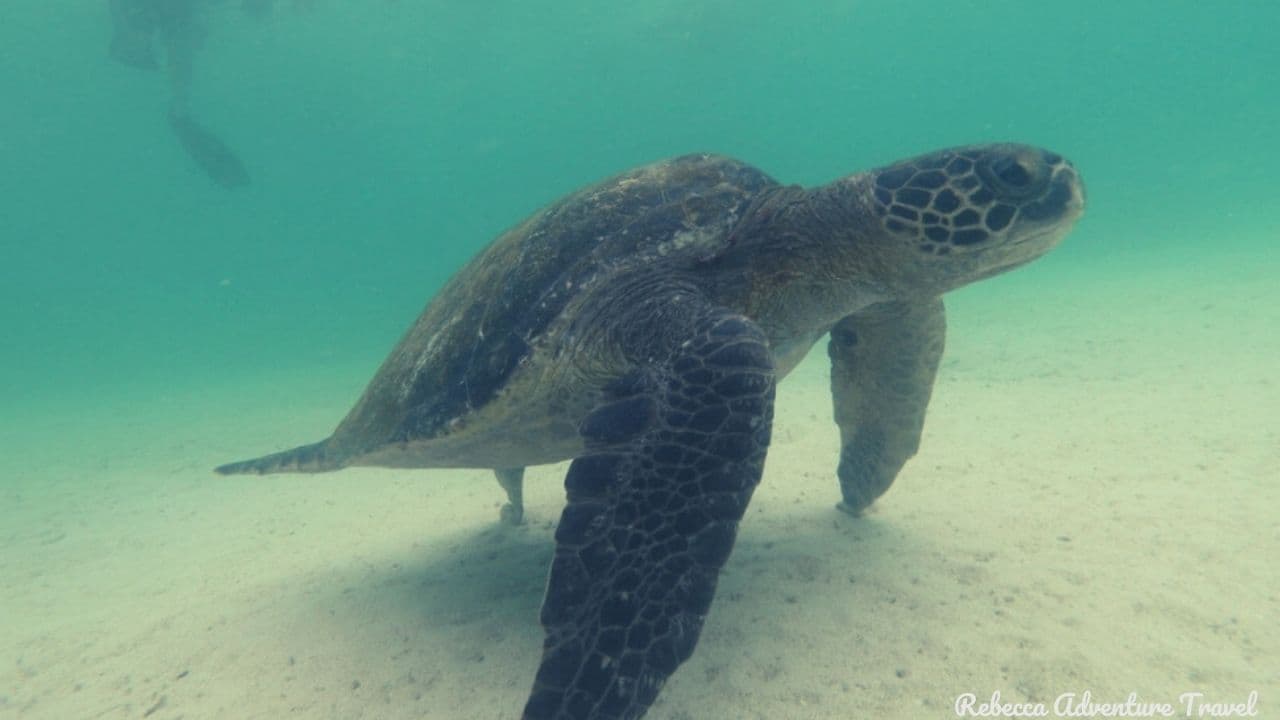 3D-Classic-Santa-Cruz_Sea-Turtle-Swiming-min