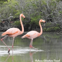 Rebecca Adventure Travel Flamingo Lagoon