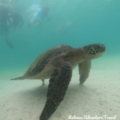 Rebecca Adventure Travel Marine Turtle