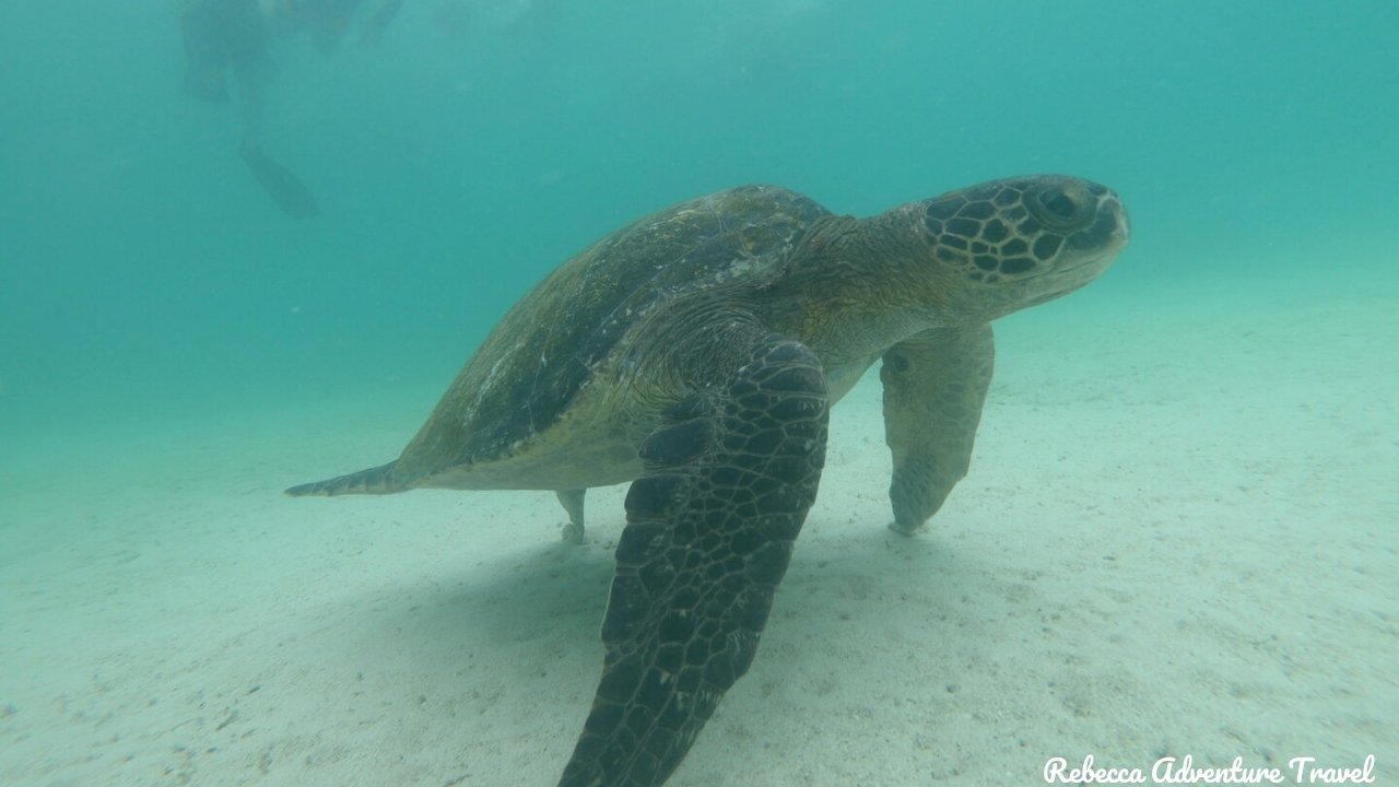 Snorkeling with a Marine Turtle