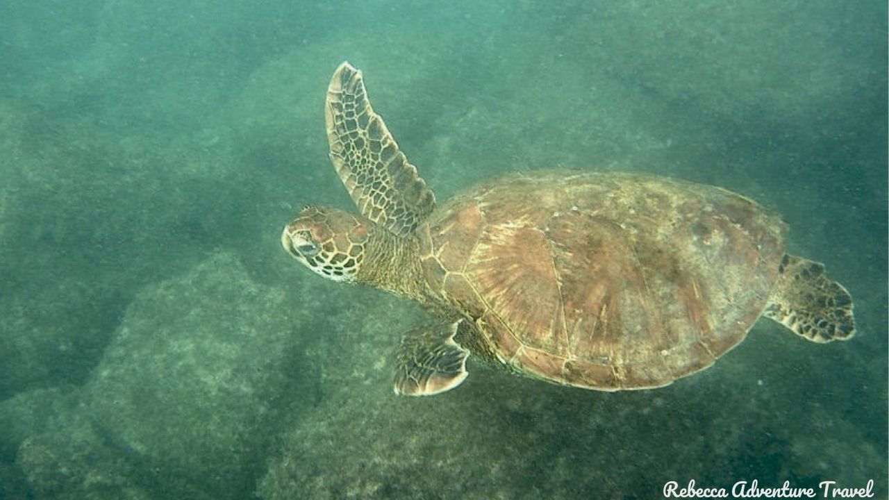 Galapagos Turtle Underwater