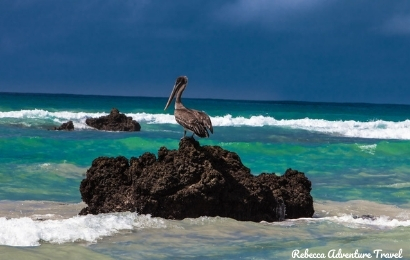Pelican on the rocks - Galapagos Islands budget tour