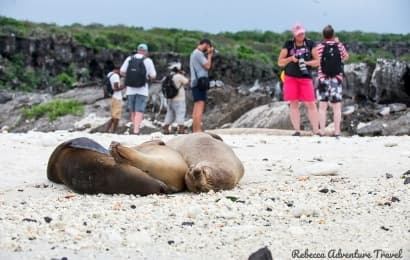 4D-Galapagos-Island-Hopping-Classic_Featured-Seal