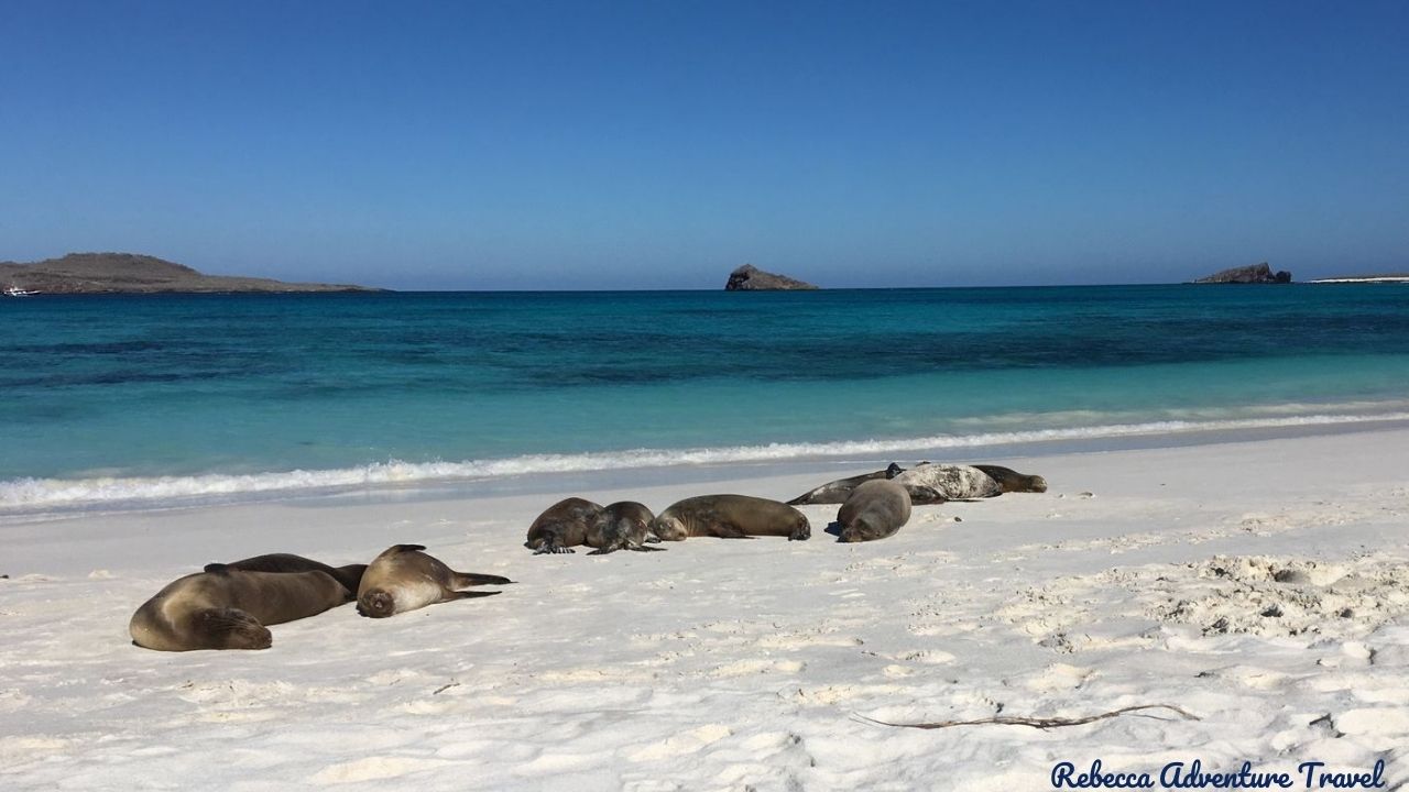 Galapagos Beach Sea Lions