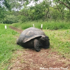 Rebecca Adventure Travel Galapagos Giant Tortoise