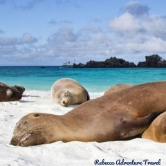 Rebecca Adventure Travel Galapagos Sea Lions