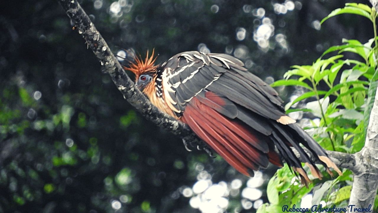 Amazon Bird