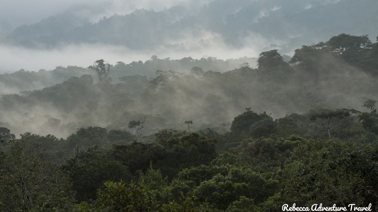 Amazon landscape