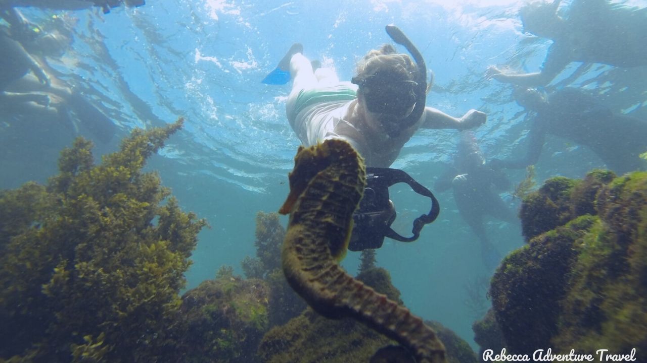 Snorkeling with a seahorse