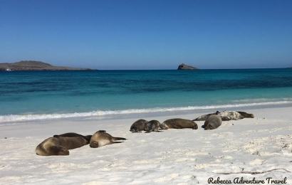 Galapagos sea lions on the beach