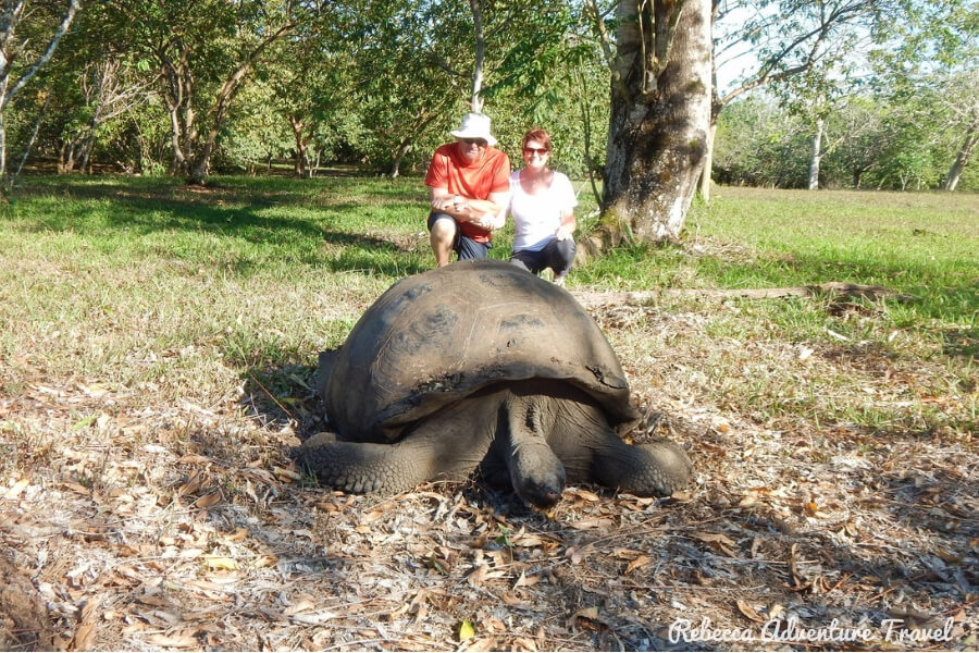 Travel Ecuador - Galapagos tortoise and couple