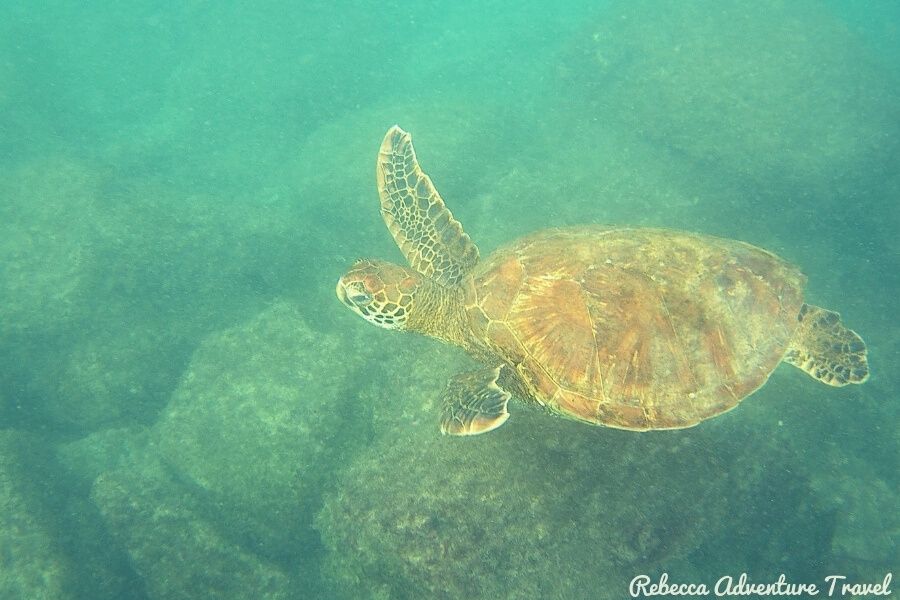 Turtle Underwater - Snorkeling vs Diving Galapagos