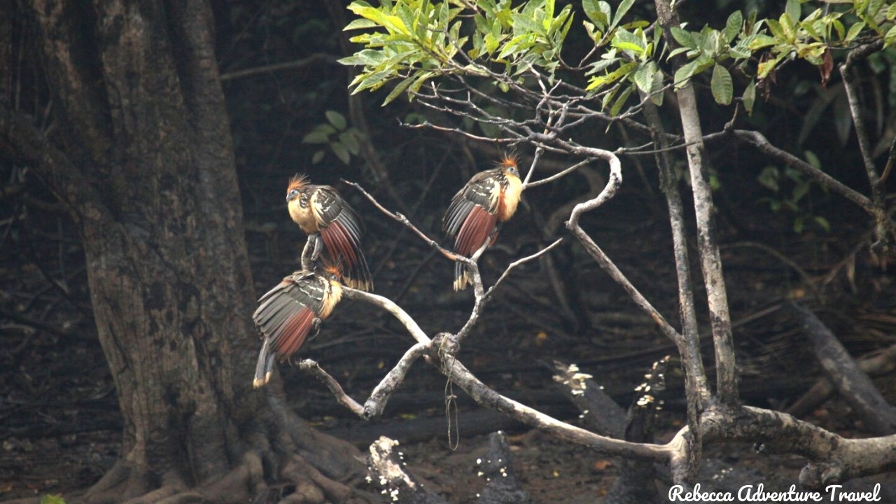 Birds at Cuyabeno