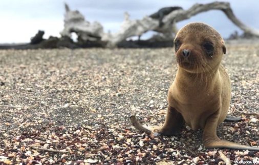 Baby Sea Lion - Galapagos Islands Facts