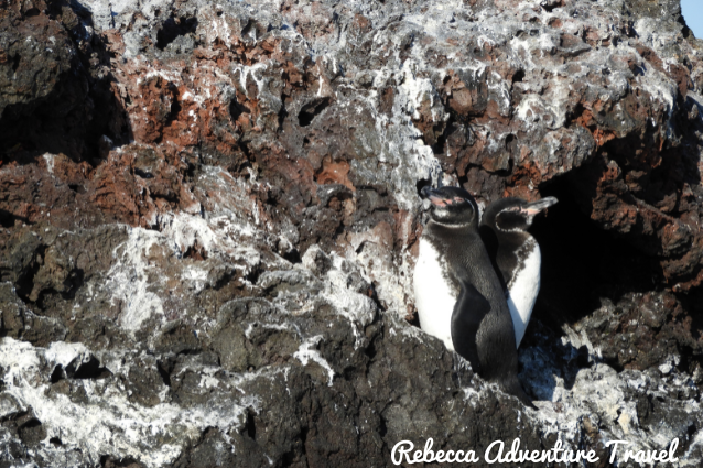 Two Galapagos Penguins seen in a rock.