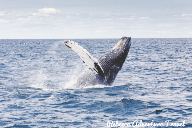 Is very common to see whales in the Galapagos Islands. 