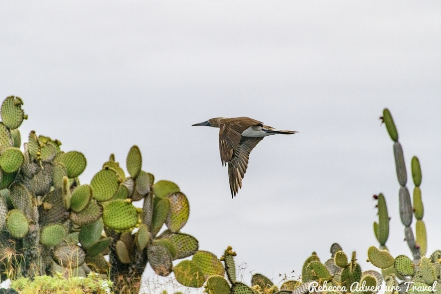 Blue footed booby on the air - Galapagos Islands Facts