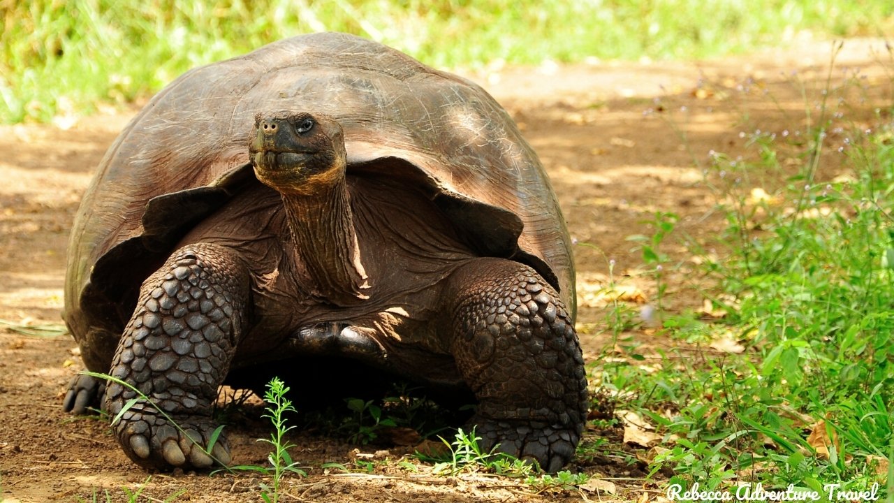 Galapagos Giant Tortoise at Santa Cruz Highlands