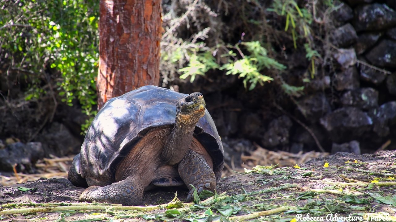 Galapagos tortoise at Charles Darwin Research Station