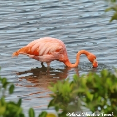 Rebecca Adventure Travel Galapagos Flamingo