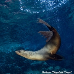Rebecca Adventure Travel Sea Lion Underwater