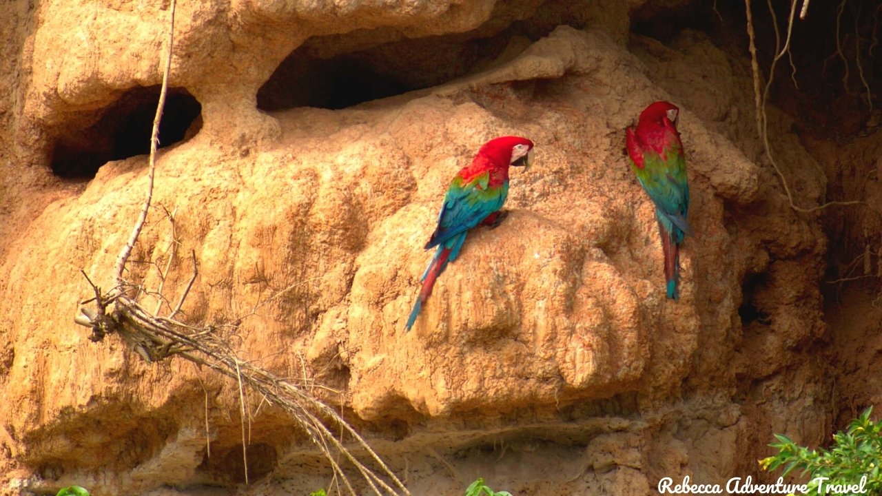Macaws at clay lick