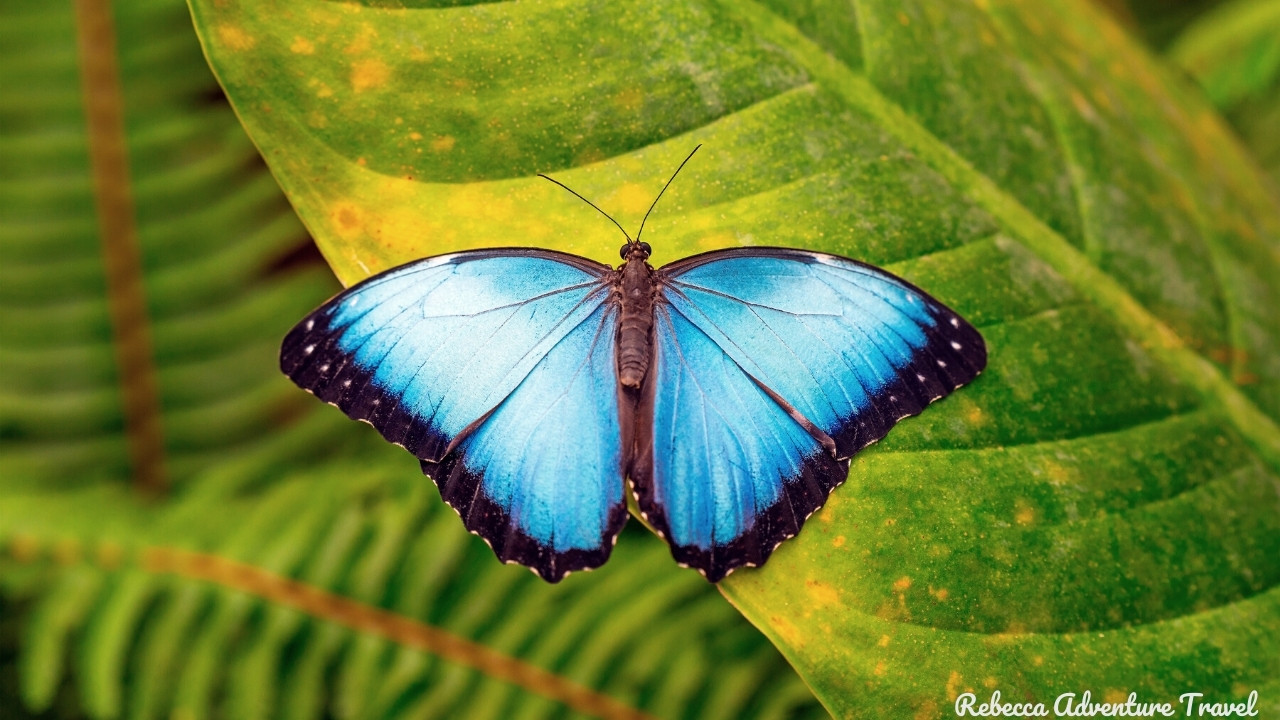 Colorful butterfly in Mindo