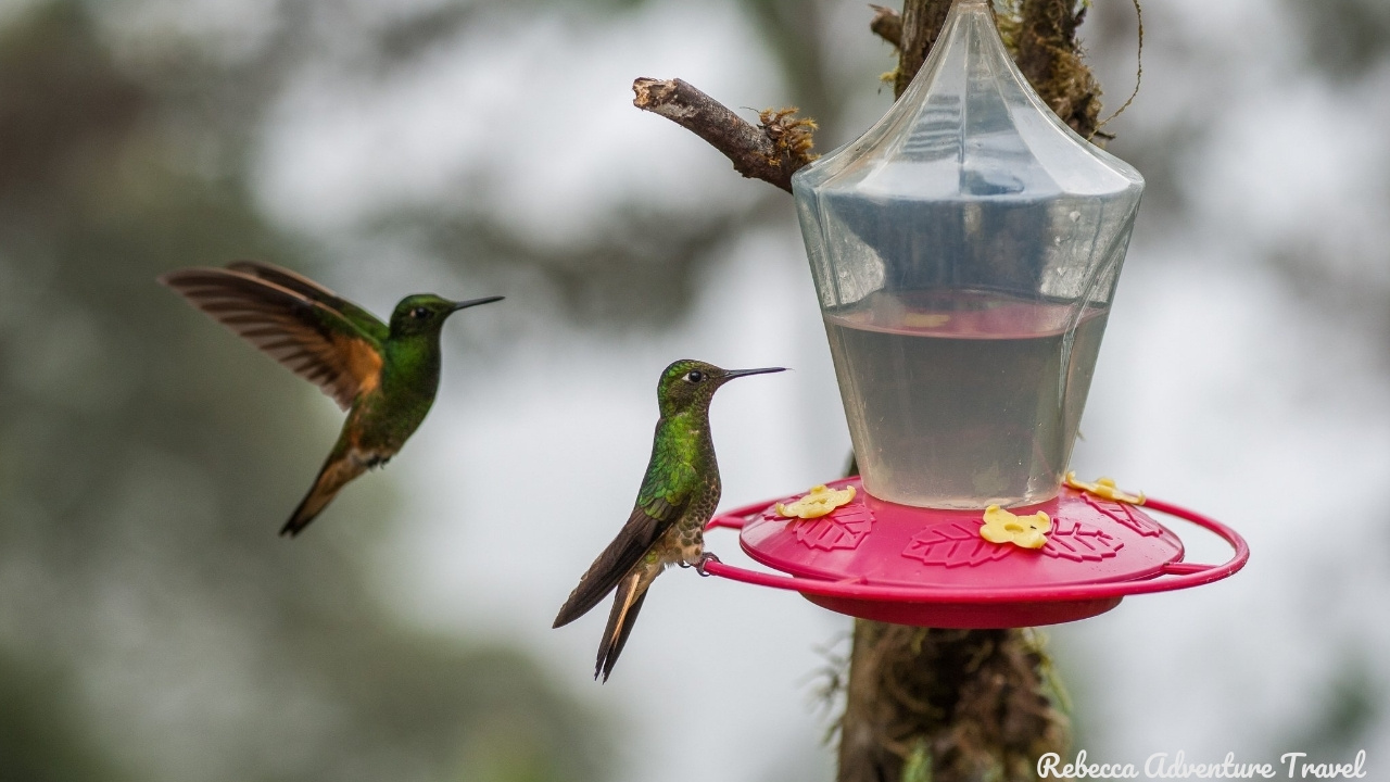 Hummingbirds drinking water