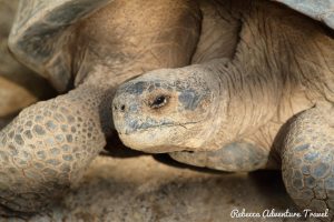 Galapagos giant turtoise
