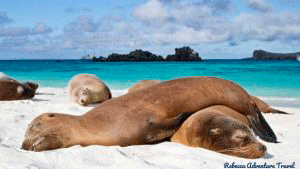 Galapagos Sea Lions