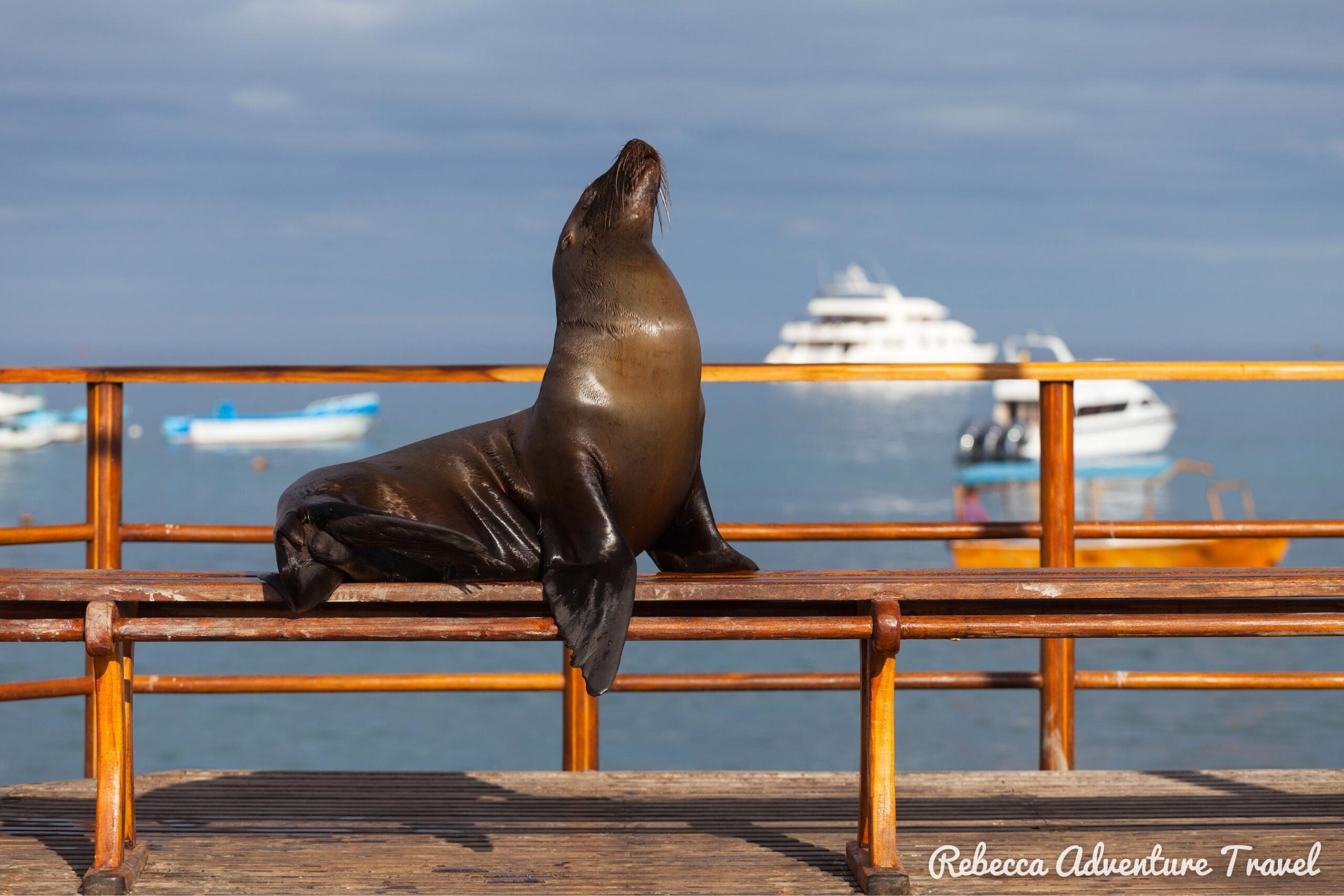 Archipel II Galapagos sea lion