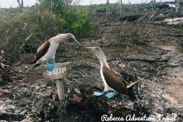 Blue Footed Boobies seen in Galapagos islands. 