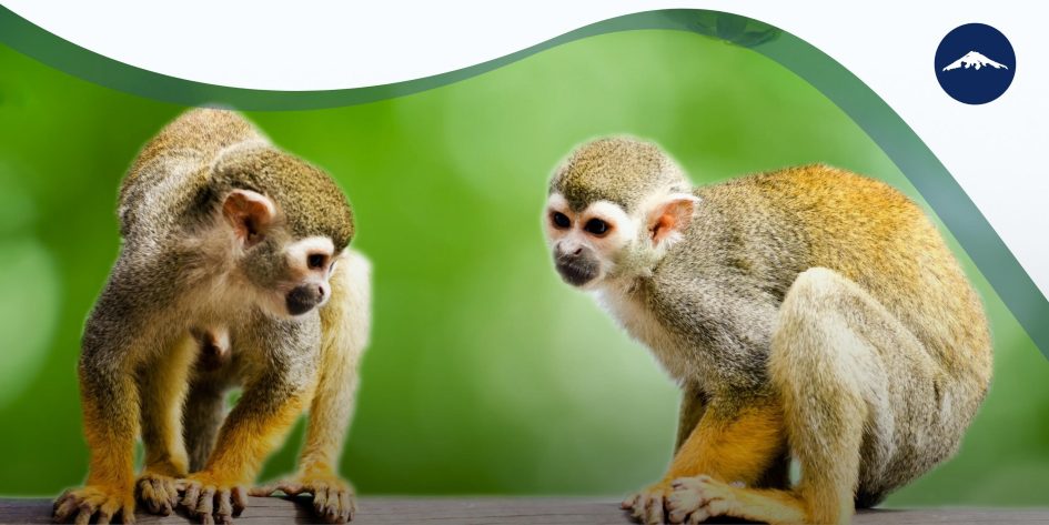 Ecuador-Mainland_Amazon-Monkeys
