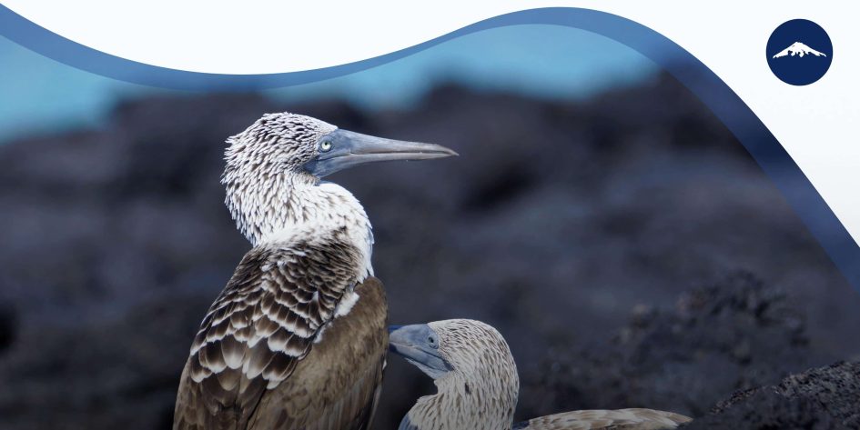 Galapagos-Island-Hopping-Tours-Featured-Image