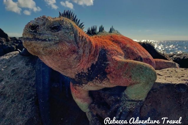Marine iguana in Galapagos Islands