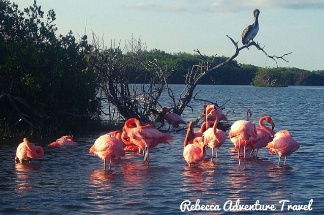 Galapagos flamingos on a lagoon