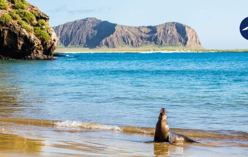 Sea lion on the beach in Galapagos Islands