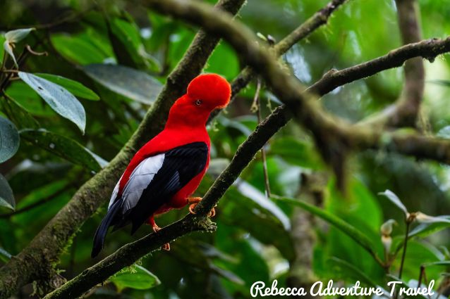 Red cotinga bird