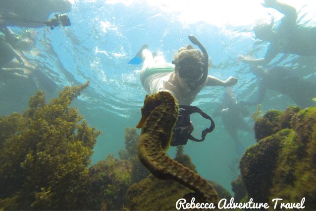 Tourist trying to reach a seahorse while snorkeling in the Galapagos Islands