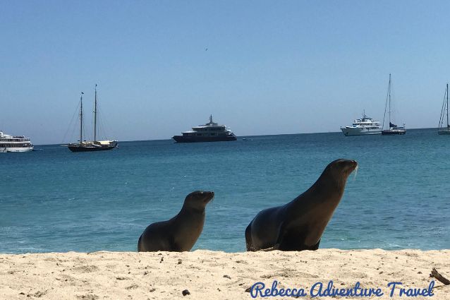 Sea lions on the beach in Galapagos Islands